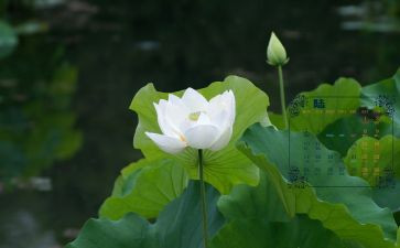 6月份党日活动方案5篇