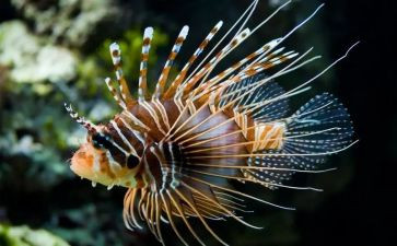生物入侵者教学反思6篇