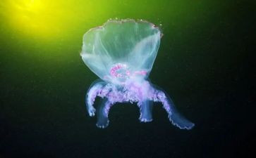 生物实验教学心得体会8篇