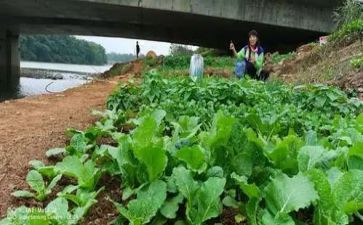 卖菜作文7篇