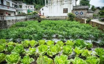 蔬菜肉买卖合同推荐5篇