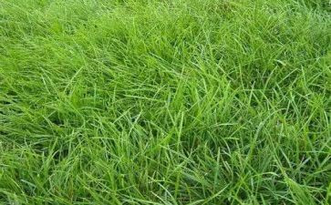 大班关于草的教案模板6篇