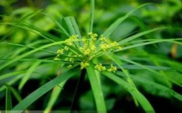 语言活动草教案8篇