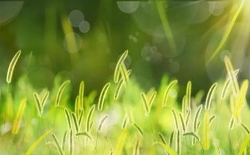 大班关于草的教案最新7篇