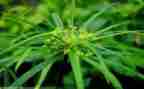 《草房子》的心得参考7篇