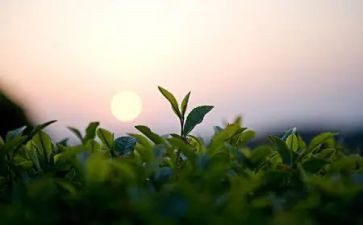 采茶戏教案7篇