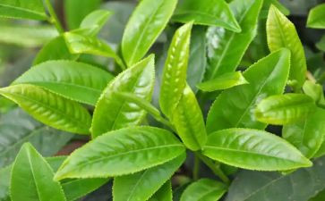 关于茶经的读后感500字参考6篇