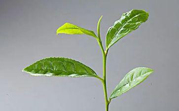 租茶园合同7篇