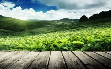 关于茶经的读后感作文通用8篇