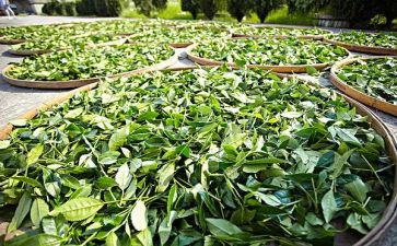 关于茶经的读后感作文6篇