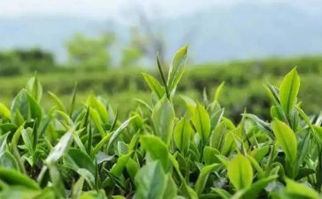 关于茶经的读后感作文优秀5篇