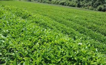 茶艺培训心得体会范文5篇
