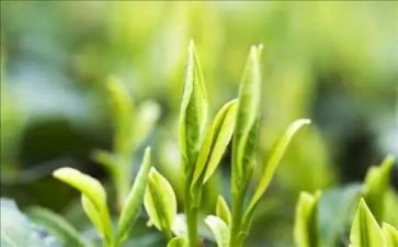 茶经大学讲座心得体会优质5篇