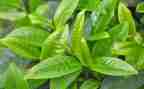 关于茶经的读后感500字参考6篇