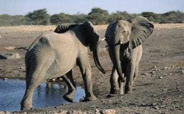 大象的幼儿教案5篇