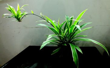 写吊兰的作文6篇