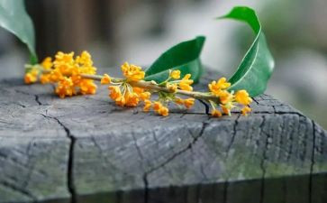 桂花糖教案推荐6篇
