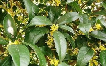 桂花酿作文推荐5篇