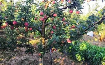 大果树小班教案7篇