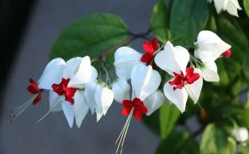 《茶花女》读书心得5篇