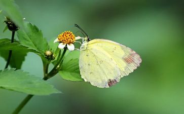 科学蝴蝶飞教案7篇