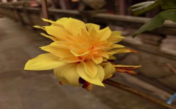 菊与刀心得体会2000字7篇