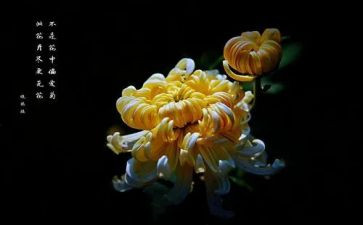 菊与刀心得体会800字5篇
