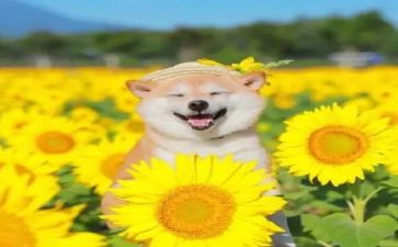 我开心的笑400字作文8篇