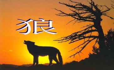 教学《狼》的心得体会精选8篇