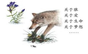 狼王梦心得7篇