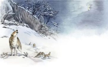 狼王梦心得通用7篇