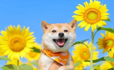 读书乐趣的演讲稿6篇