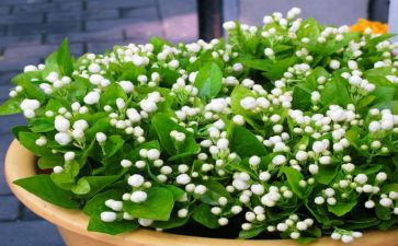 《爱如茉莉》教案5篇