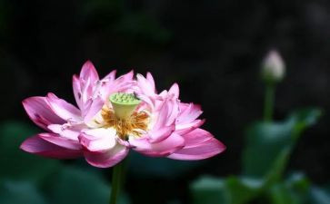 莲花作文推荐8篇