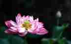 莲花作文推荐8篇