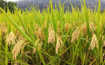 关于节约粮食的讲话稿7篇