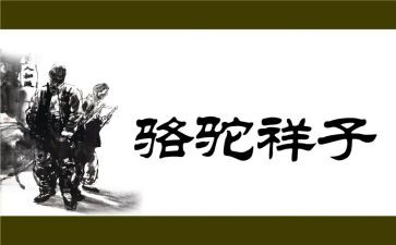 骆驼的读后感600字精选5篇