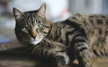 猫和鼠读后感600字作文优质5篇