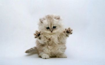猫和鼠读后感600字作文参考5篇