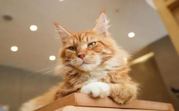 爱做梦的猫的作文6篇