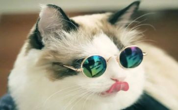 电脑里的猫作文8篇