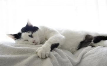 写关于猫的读后感500字最新7篇