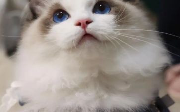我的动物朋友作文小猫的作文8篇