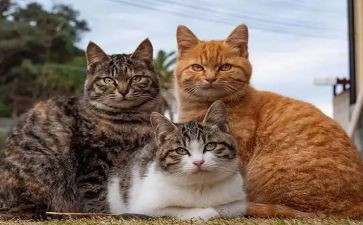 熊猫作文300字优秀8篇