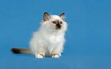 国宝熊猫的优秀作文通用6篇