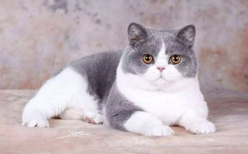 写关于猫的读后感400字6篇