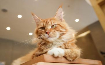 写小猫的作文精选8篇