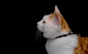 关于猫调查报告优质5篇