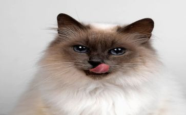 功夫熊猫心得体会8篇