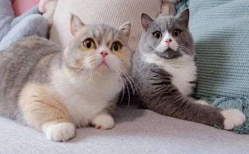 熊猫作文精选7篇